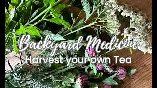 Making Medicine From Your Backyard, Delicious Summer Immune Boosting, Detox Tea