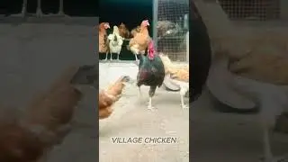 Village Chicken Morning Routine 🌄 | Desi Hen Feeding Time