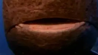 Encounter with the Greenland shark