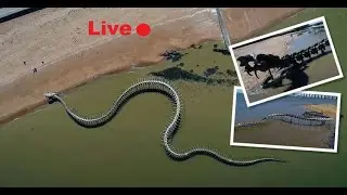 425 ফুট দৈর্ঘ্য সাপের কঙ্কাল দেখতে ইতিমধ্যেই শোরগোল পড়েছে // Big Snake skeleton