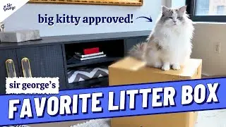 Our Litter Box Set Up for BIG Cats