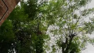 Free Video Awsome Weather in moonsoon season  4k!! Most Watch.