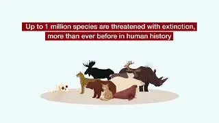 IPBES Global Assessment - Up to 1 Million Species Are Threatened With Extinction