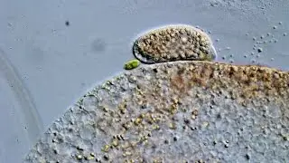 Freshwater ciliate showing a thigmotactic behaviour.