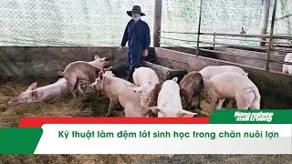 Kỹ thuật l&agrave;m đệm l&oacute;t sinh học trong chăn nu&ocirc;i lợn