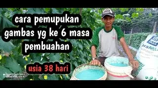 pemupukan gambas yang ke 6 usia 38 hari