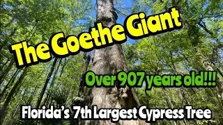 Florida Cypress Tree &ldquo;The Goethe Giant&rdquo; Over 907 years old!!!! Over 87.5 feet tall!!!