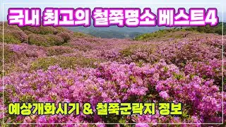 철쭉명소 베스트4 | 봄이 되면 꼭 가봐야될 철쭉명소들의 예상개화시기 가는방법 군락지정보 소개
