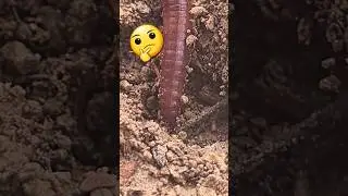 Earthworm's Locomotion 🪱 💕 #earthworm #worms #locomotion #shorts