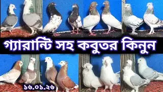 সিলভার-গিরিবাজ--গর্রা--গোল্লা--চিলা--মুসালদম সহ অনেক কবুতর কিনুন কম দামে #কবুতর_পালন