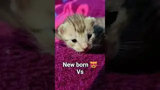 New born Vs Now 🐈🎀✨ #cute #trending #cat #petshub #catshorts #fyp