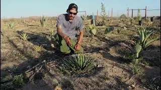 Agave Parviflora - Learning about USA Native Agaves