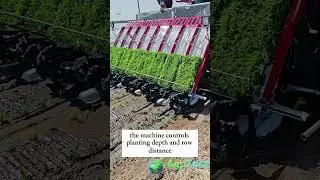 Машина для пересадки риса: как современные фермеры быстрее сажают рис 🌾🚜