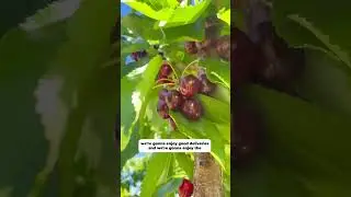 2025 Joyfully Grown Cherry Season is Here! 🍒 #WACherries #Cherries #agriculture