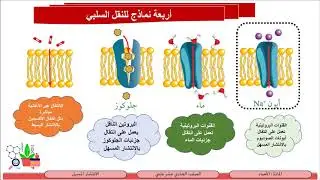 الصف الحادي عشر المسارالعلمي  الأحياء  النقل السلبي والنقل النشط 6 الانتشار المسهل