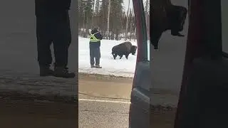 Wanted to get a close up of the buffalo.  lol #crazy #buffalo #highway #goaway