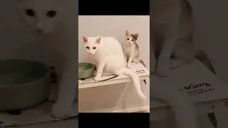 保護子猫ぴよ＆そらん136(ゆるゆる日常）  #保護猫 #猫 #cat #kitten #子猫 #猫部