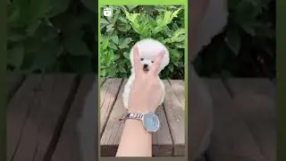 o mere buggu oye / cute dog.. #shorts