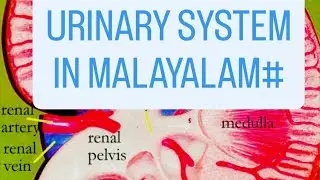 Urinary System Anatomy and Physiology in Malayalam#