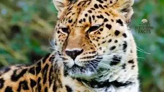 Rarest Species Of Animals.  #virtualreality #facts #animals #extinction 
