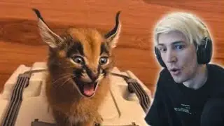xQc reacts to  Daily Dose Of Internet | Cat Sounds Like A Lazer Beam (with chat)