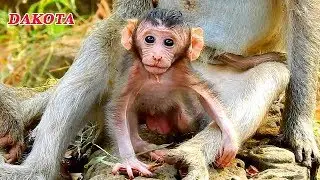 SUPPER CUTE BABY MONKEY DAKOTA | DAKOTA SO ADORABLE BABY MONKEY