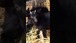 Goat and Grand mother moral story #animatedstories #animatedstories #facts #characterbuilding
