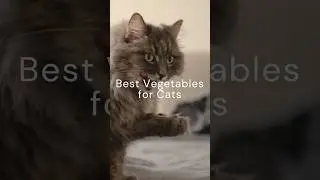 Best Vegetables for Cats 🐈 #cats #adoptacatmonth #catfood