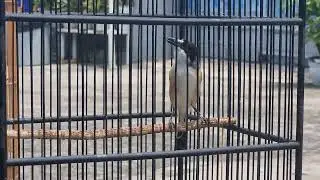 Masteran Burung Cendet Ampuh Untuk Yang Belum Bunyi #burung #bird