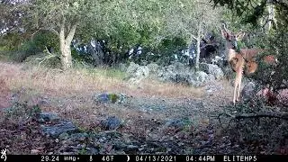 2022 Browning Spec Ops Elite HP5 Trail Camera Sample Footage