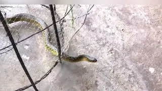 The snake in Cambodia farm