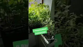 Бабуля показывает что умеет | Эксельсиор
