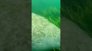 the propeller scars make me so sad 😞 - #Documentary #animals #nature
