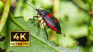 Insect in Macro camera 4k || relaxing music || relaxing jungle music