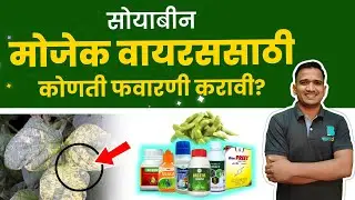 सोयाबीन पिवळे पडल्यास काय करावे | soybean yellow mosaic virus control