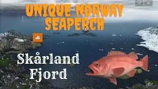 Unique Norway Seaperch | Sk&aring;rland Fjord |  Fishing Planet