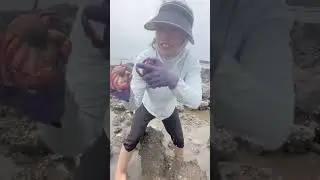 She is an expert to dig crabs in the stone