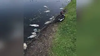 Dead fish washing ashore