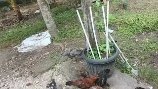 Ternak ayam dikampung pinggir hutan rawatan full umbaran