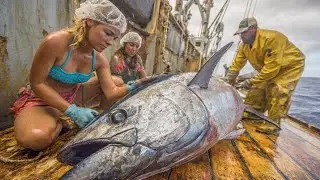 Epic Longline Tuna Fishing – Japanese Fishermen Haul Giant Tuna from the Deep!