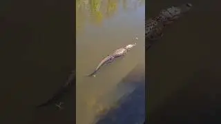 Looking for a lunch | H.P. Williams Wildlife Viewing Area, Florida