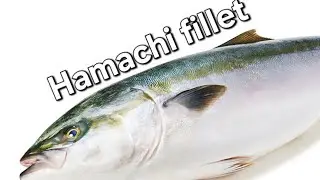 whole Hamachi (Amberjack) Fillet cutting skills & de boning