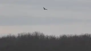 Marsh Harriers over Walberswick National Nature Reserve Suffolk UK 7Jan19 214p 2160p 4k
