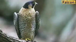 Most Beautiful Flying Animals