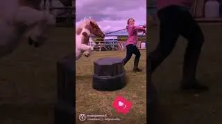 Jazzy being a super star!! *miniature Shetland jumping massive* |Crazy ponies