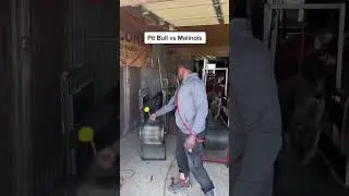 Pit Bull VS Malinois
