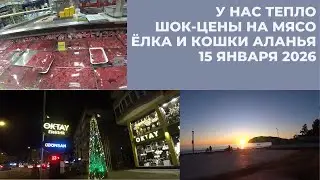 ШОК ЦЕНЫ НА МЯСО АЛАНЬЯ 15 ЯНВАРЯ 2026 У НАС ПОЧТИ ЛЕТО ГУЛЯЕМ КОРМИМ КОШЕК