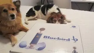 BLUEBIRD MICROPHONE UNBOXING - MONDAY VLOG