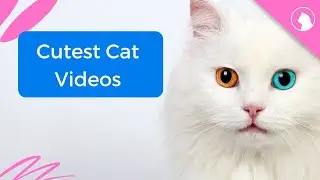 cutest cat @TuniChidiyaStory-Tv @TalkingAngela @TalkingTom @Sonyakisa8 @mkbillu @BillionSurpriseToys