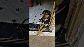 Rio the lebradog ❤️🐶Rio the cute labradog ❤️🐶like subscribed ❤️🐶